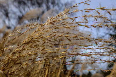 Close-up of bare tree