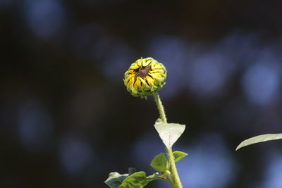 Close-up of yellow flowering plant