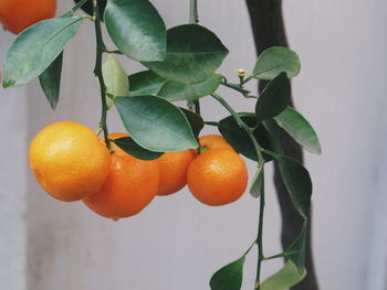 Close-up of oranges on tree