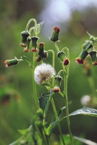 Close-up of flowering plant