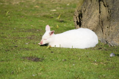 White sheep on grass