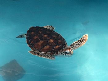 Close-up of turtle swimming in sea