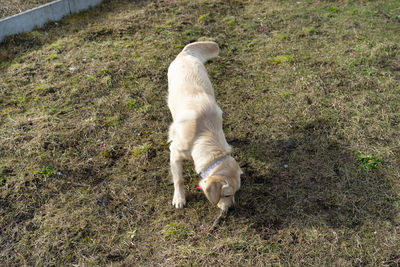 Young male golden retriever runs with a stick in his mouth in the backyard having a good time.