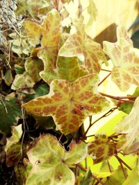 Close-up of leaves