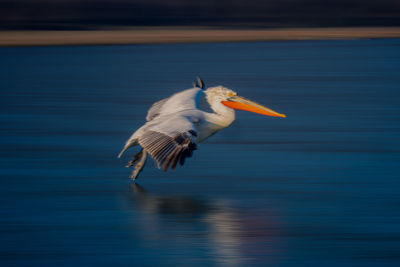 Bird flying over lake