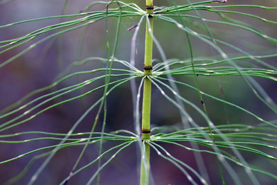 Close-up of dandelion on plant