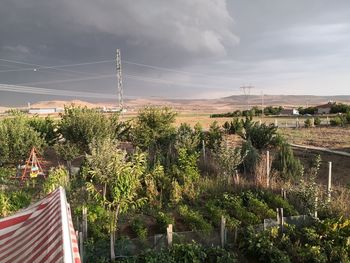 Plants and trees by building against sky