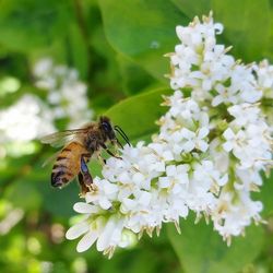 Close-up of butterfly pollinating flower