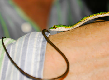 Close-up of snake