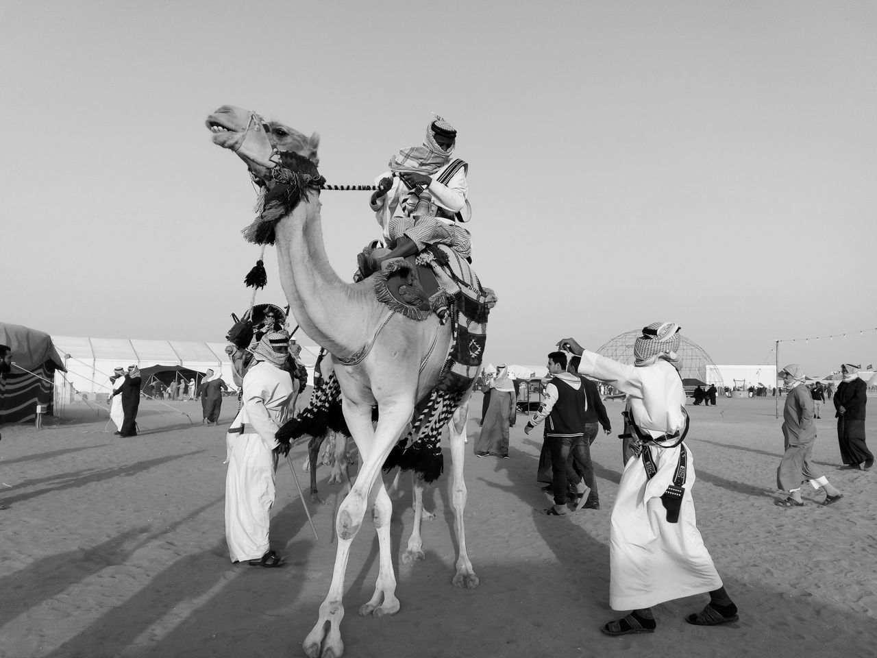 domestic animals, mammal, real people, riding, leisure activity, outdoors, large group of people, clear sky, men, lifestyles, day, women, sky, people