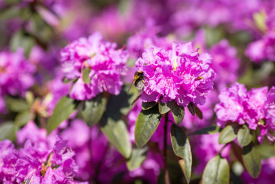 Close-up of bee on pink flowers