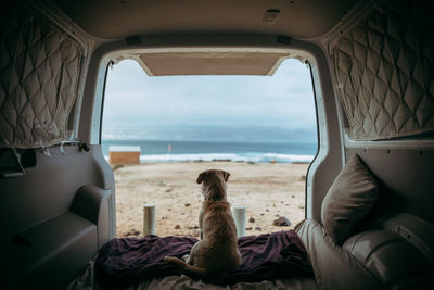 Rear view of dog sitting in car trunk