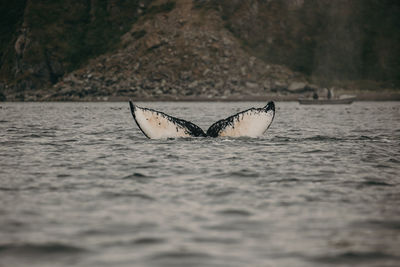 Close-up of bird flying over sea