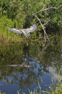 View of bird flying over lake