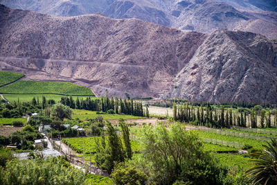 Scenic view of agricultural field