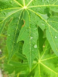 Full frame shot of green leaves