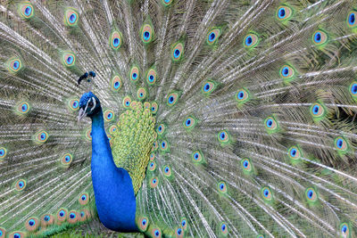 Close up of peacock