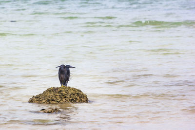 2 black birds perched on the rocks in the sea at talu island, prachuap khiri khan, thailand.