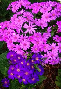 High angle view of purple flowering plants