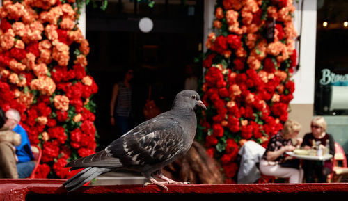 Birds perching on red flowering plants