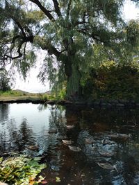 Reflection of trees in lake