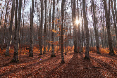 Trees in forest