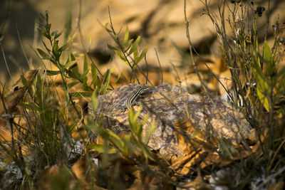 Close-up of lizard on field