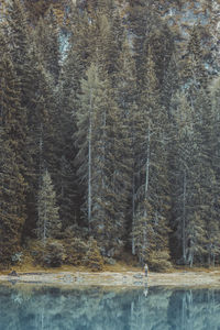 Close-up of trees in forest during winter