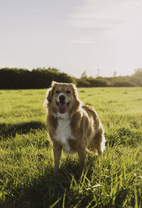 Dog running on field, smiling dog, tongue, sunset, nature dog,green grass, standing dog in the grass