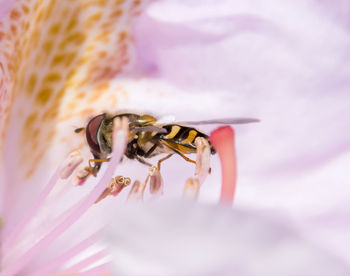 Close-up of bee pollinating on pink flower