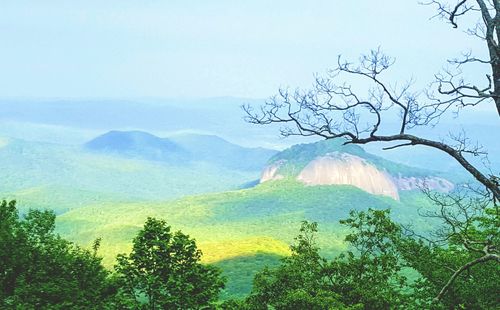 Scenic view of forest against sky