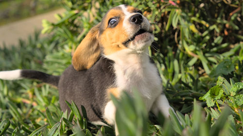 pet