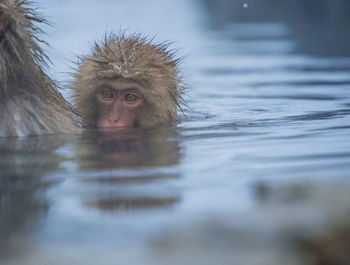 Snow monkey in a hot spring, nagano, japan.