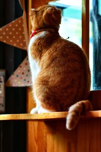 Rear view of cat looking away while sitting on wood