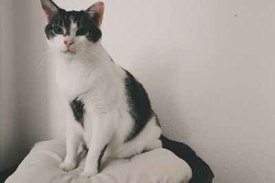 Portrait of cat