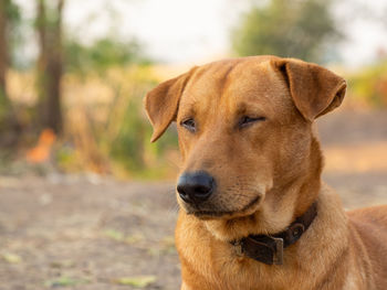 Close-up portrait of a dog looking away