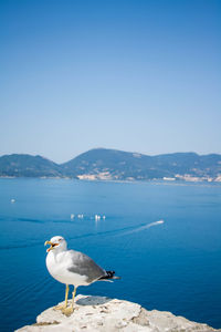 Seagulls on sea shore against clear blue sky