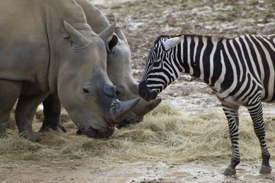 Zebras and rhinos  in a field