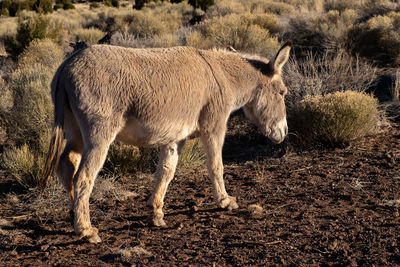 Side view of a horse on field