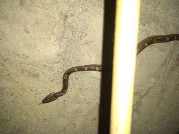 High angle view of lizard on wall