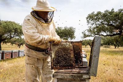 Rural and natural beekeeper, working to collect honey from hives