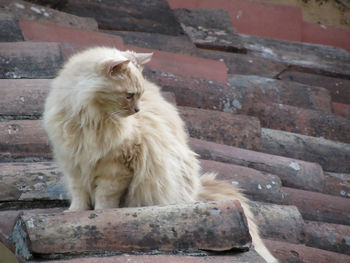 Persian longhair cat sitting on the roof is looking down
