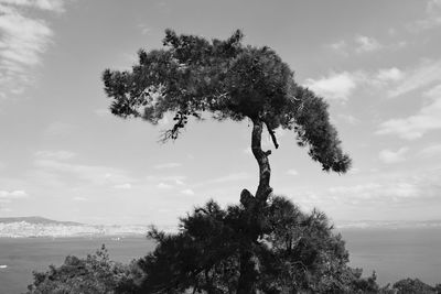 Tree by sea against sky