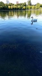 Reflection of trees in calm lake