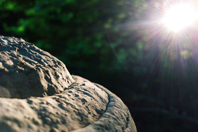 Close-up of rock on tree