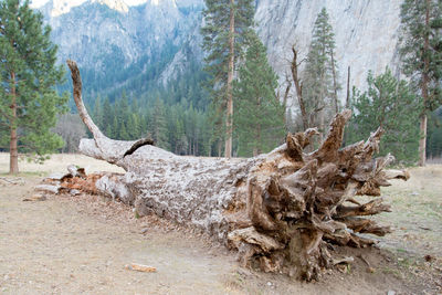 Dead tree at forest