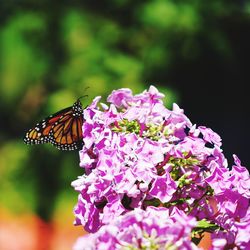 Close-up of butterfly pollinating on pink flower