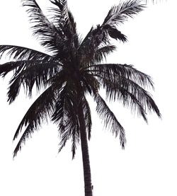 Low angle view of palm tree against clear sky