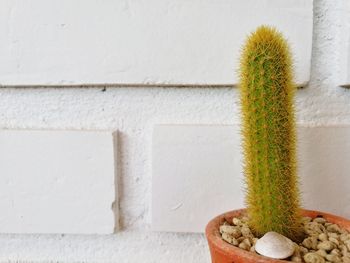 Close-up of potted plant against wall