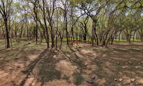 Trees on field in forest